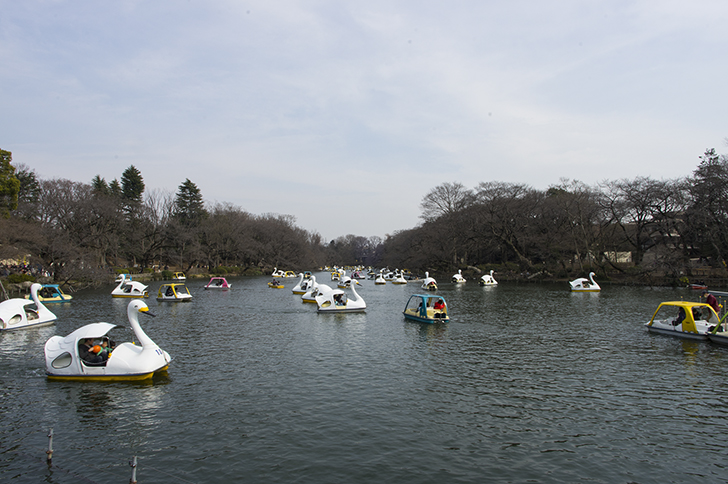 井の頭公園にスワンボートがたくさん浮かんで賑わっている様子