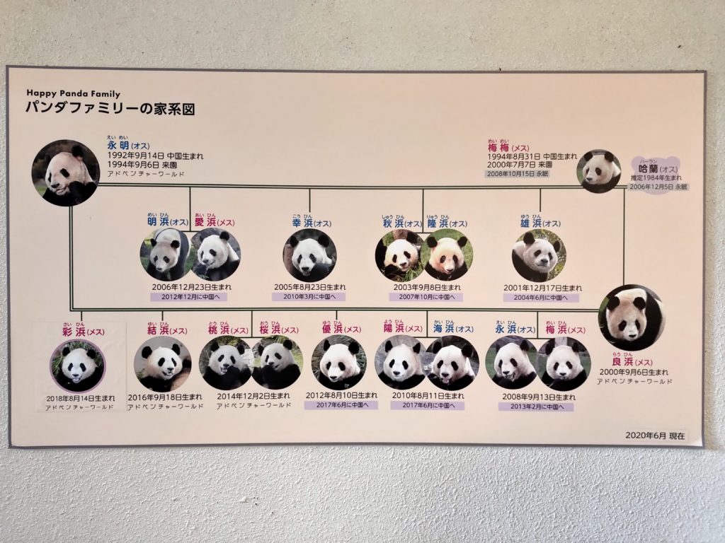 アドベンチャーワールドのパンダ関係図